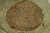 Fossil Leaf (Zizyphoides) - Montana #269406-1